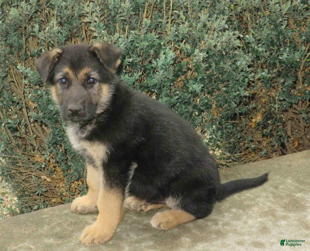 Gallery Image {{count}}