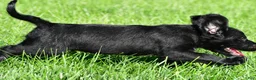 Labradoodle dogs for sale: Leo - Ad 9