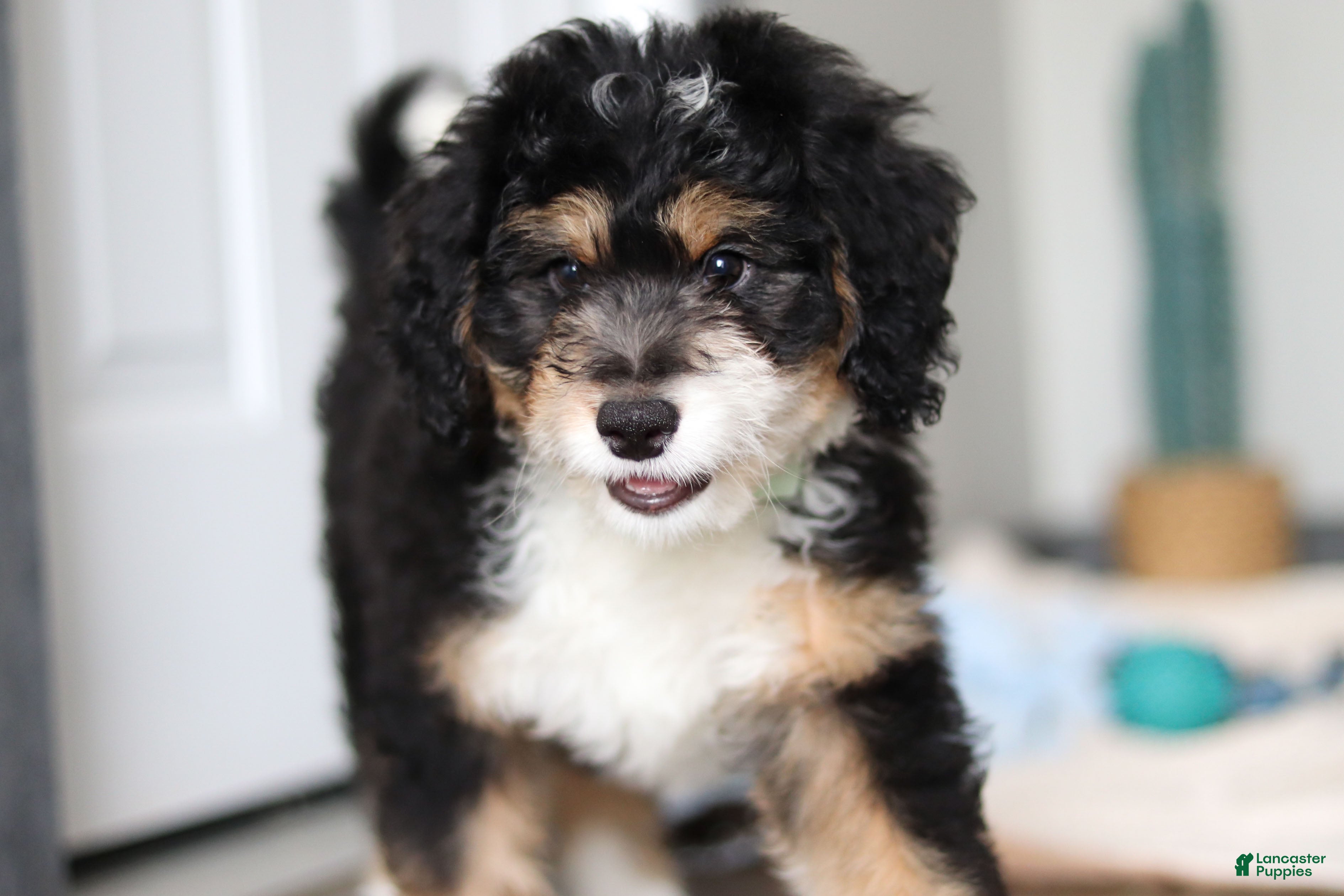 Mini Bernedoodle dogs for sale: Brock - Ad 4