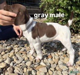 German Shorthaired Pointer dogs Gray Male - Ad 1