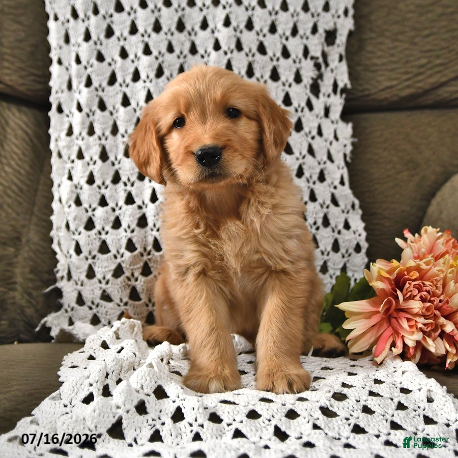 Goldendoodle dogs Taffy - Ad 2