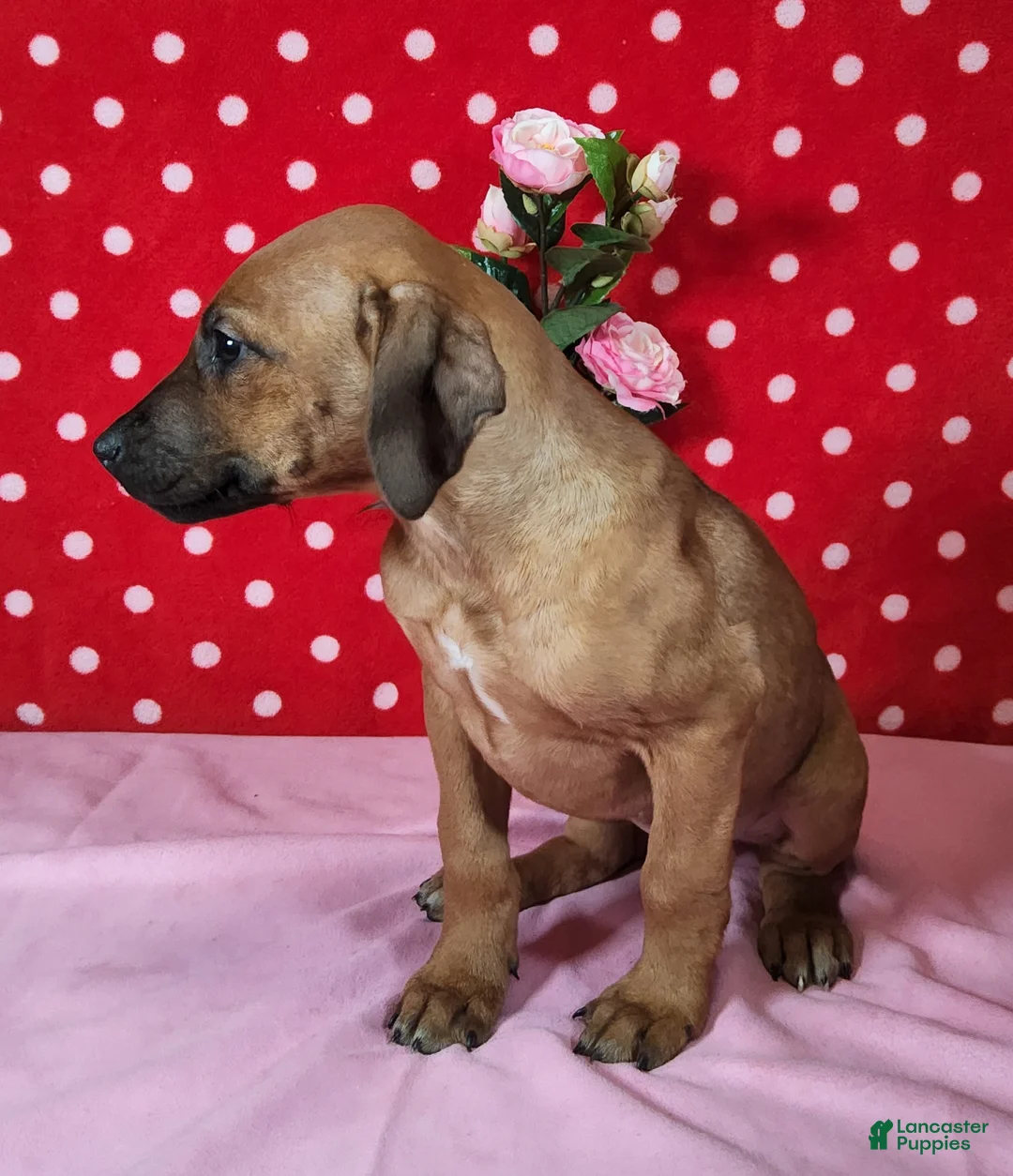 Rhodesian Ridgeback dogs for sale: Gracie - Ad 2