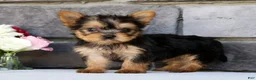 Morkie dogs for sale: Olive - Ad 3