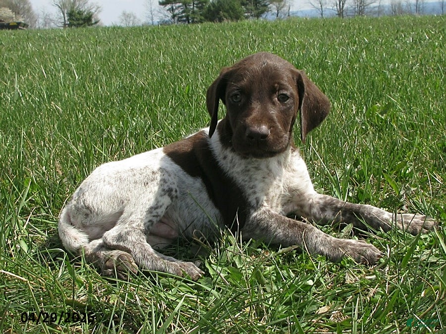 German Shorthaired Pointer dogs Kadin - Ad 1