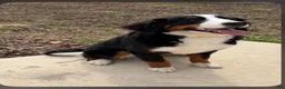 Mixed Breed dogs for sale: Bee - Ad 3