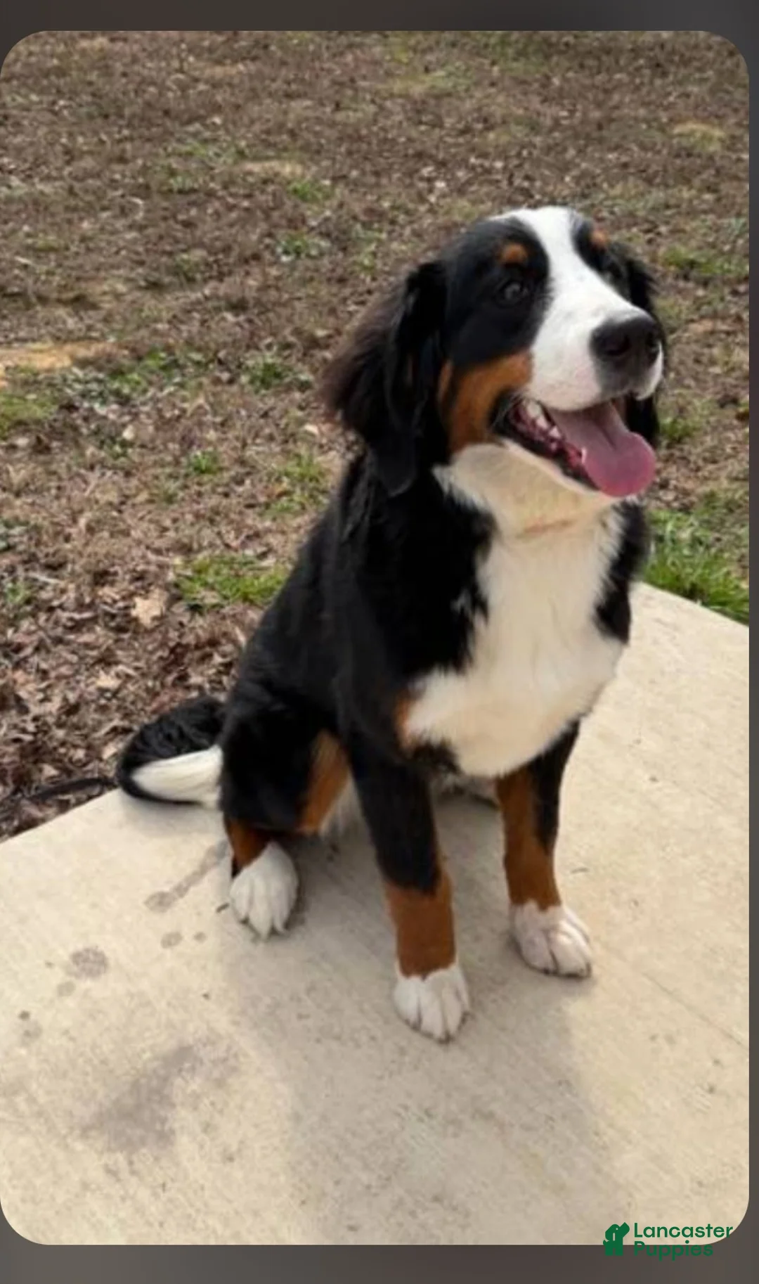 Mixed Breed dogs for sale: Tinkerbell - Ad 3
