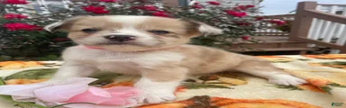 Daisy
