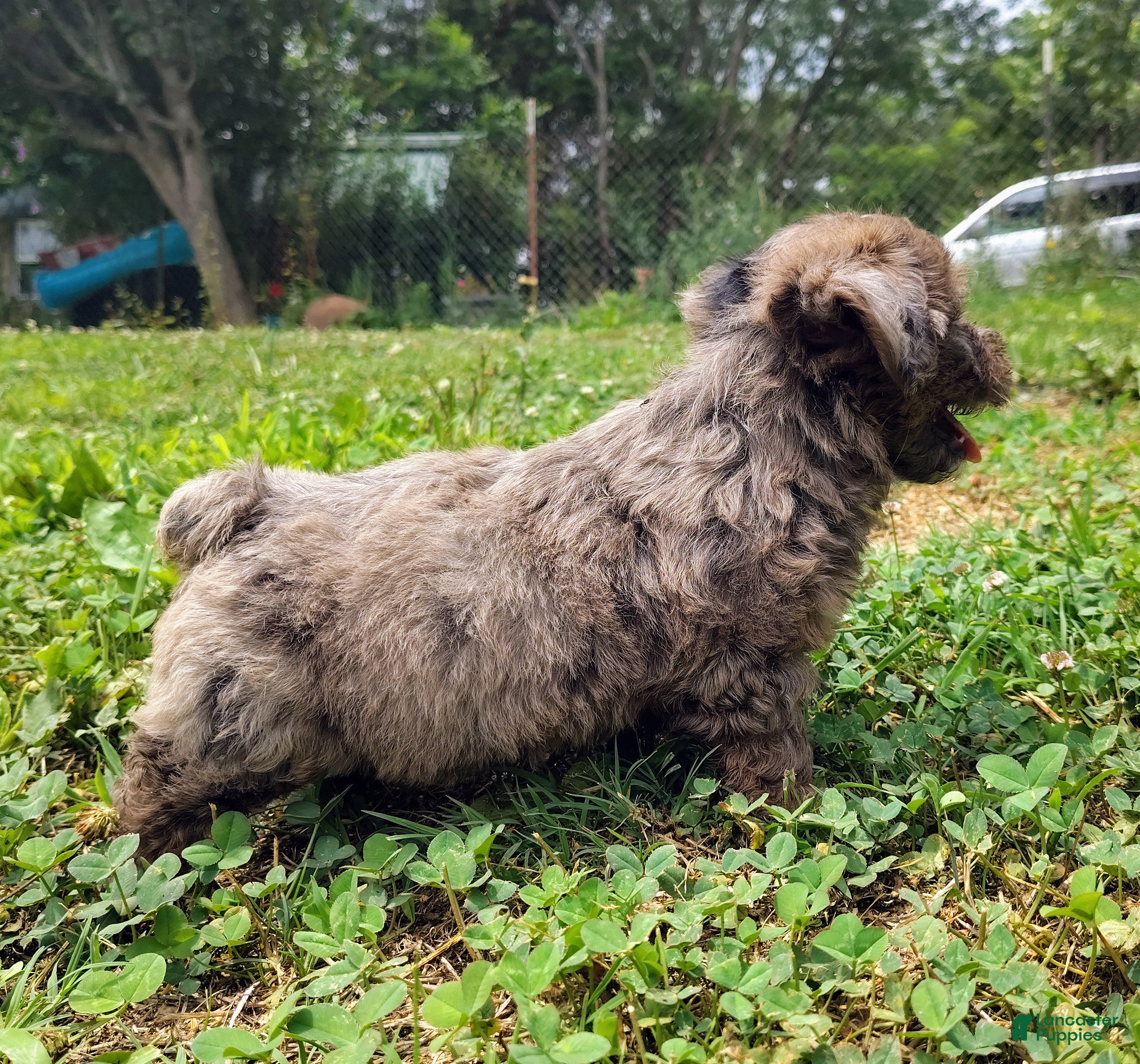 Yorkshire Terrier dogs Blue beauty - Ad 39