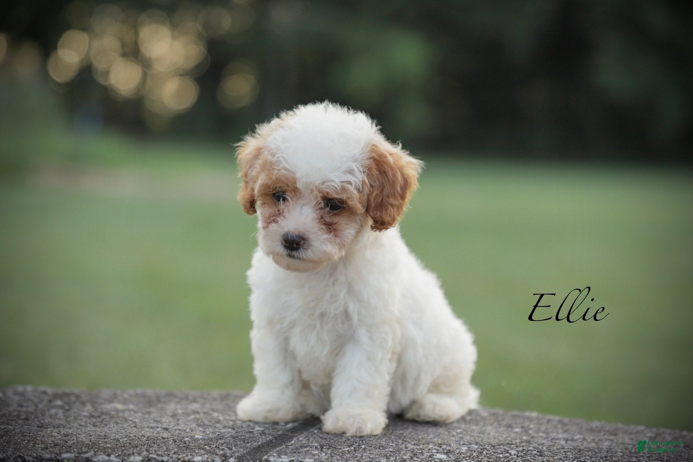 Miniature Poodle dogs Ellie - Ad 1