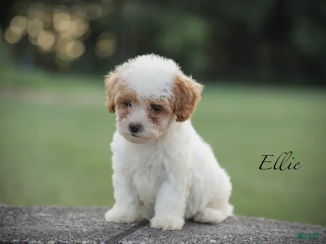 Miniature Poodle dogs for sale: Ellie - Ad 2