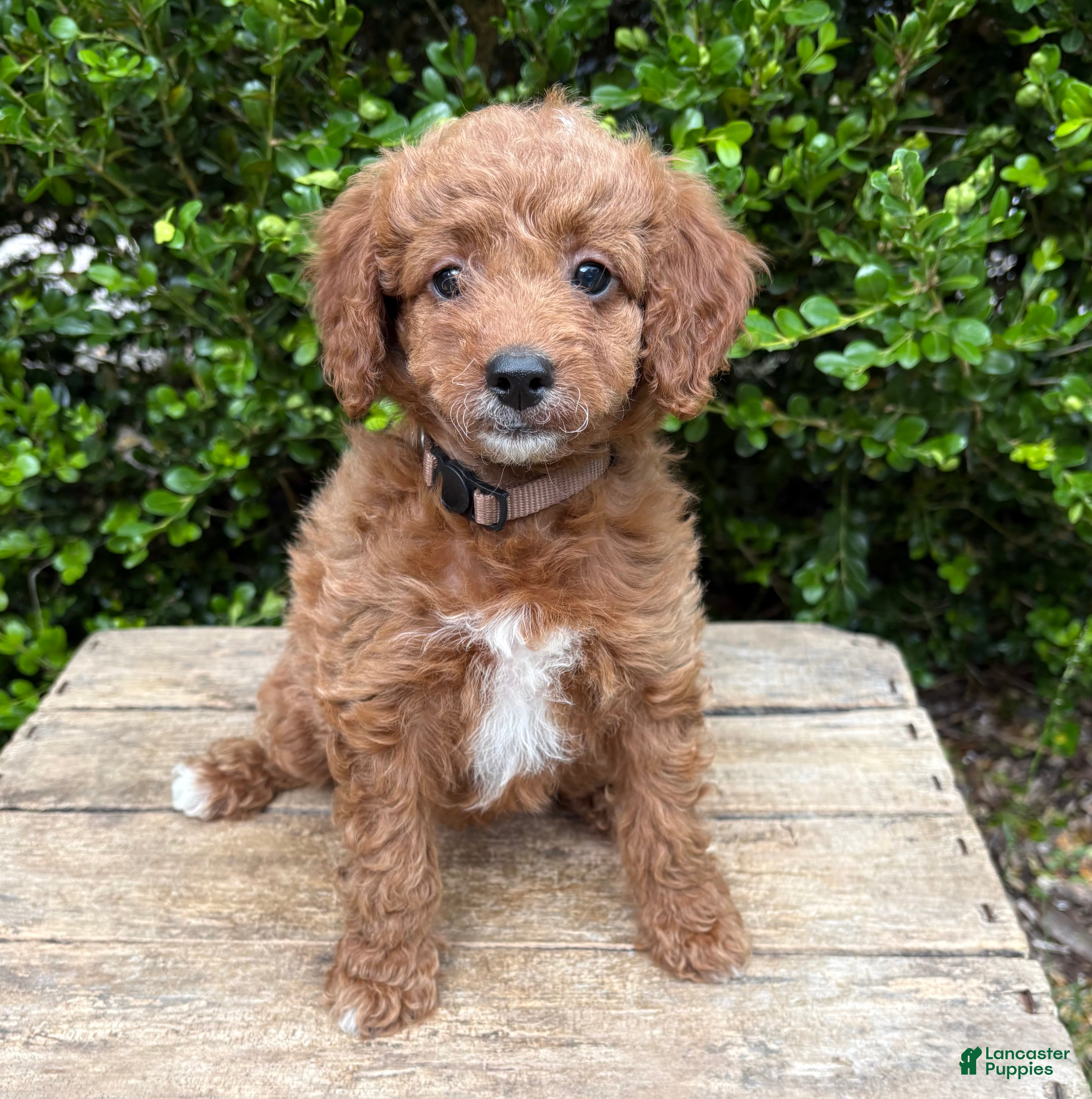 Goldendoodle dogs Avi  - Ad 2