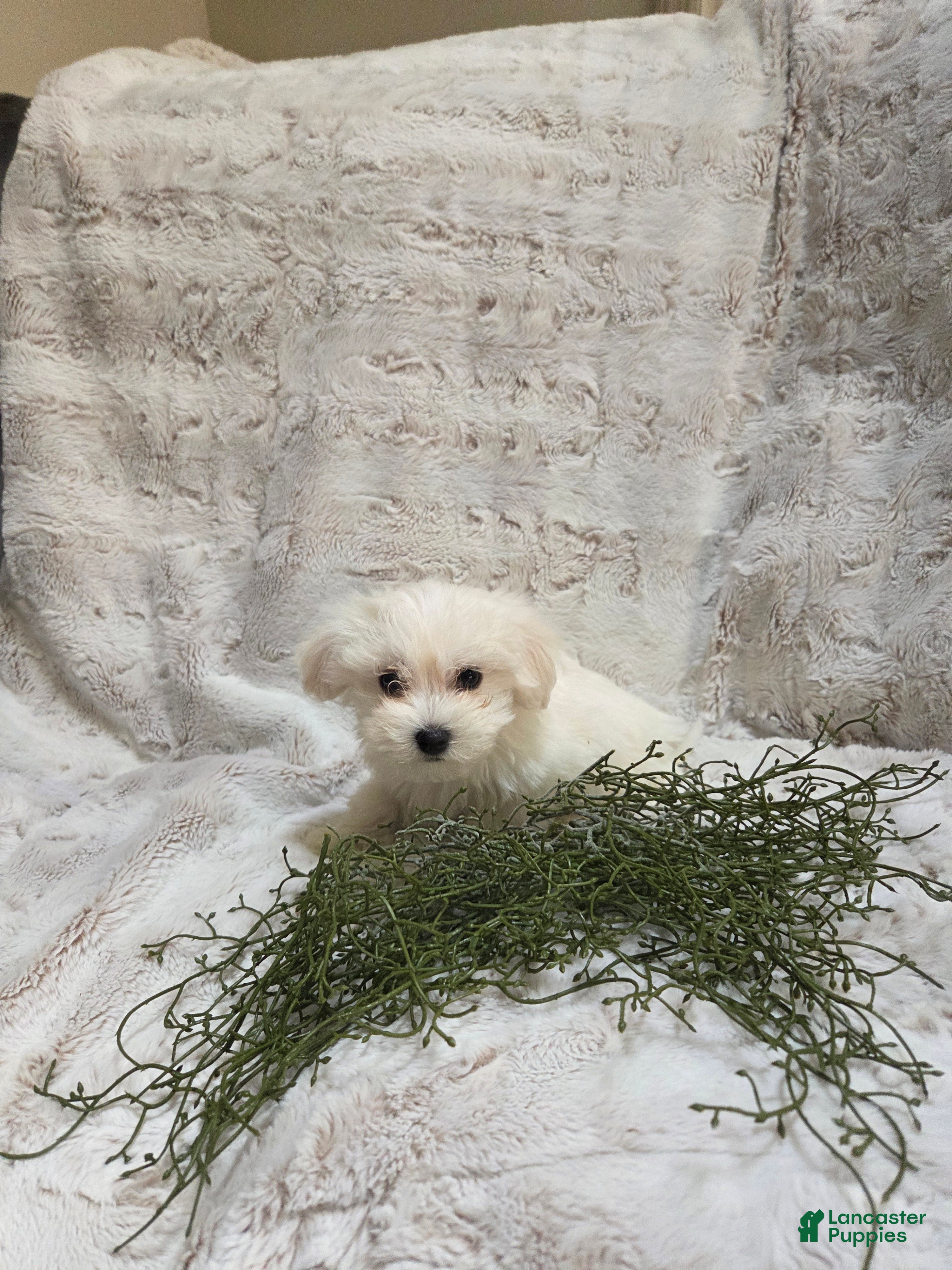 Maltipoo dogs Maltipoo Puppy 1 - Ad 2