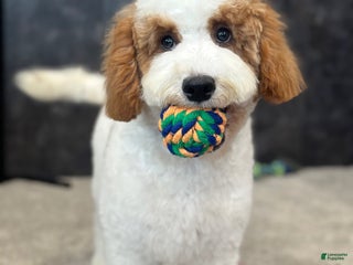 Goldendoodle dogs - Ad 7