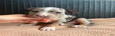 American Bully 6