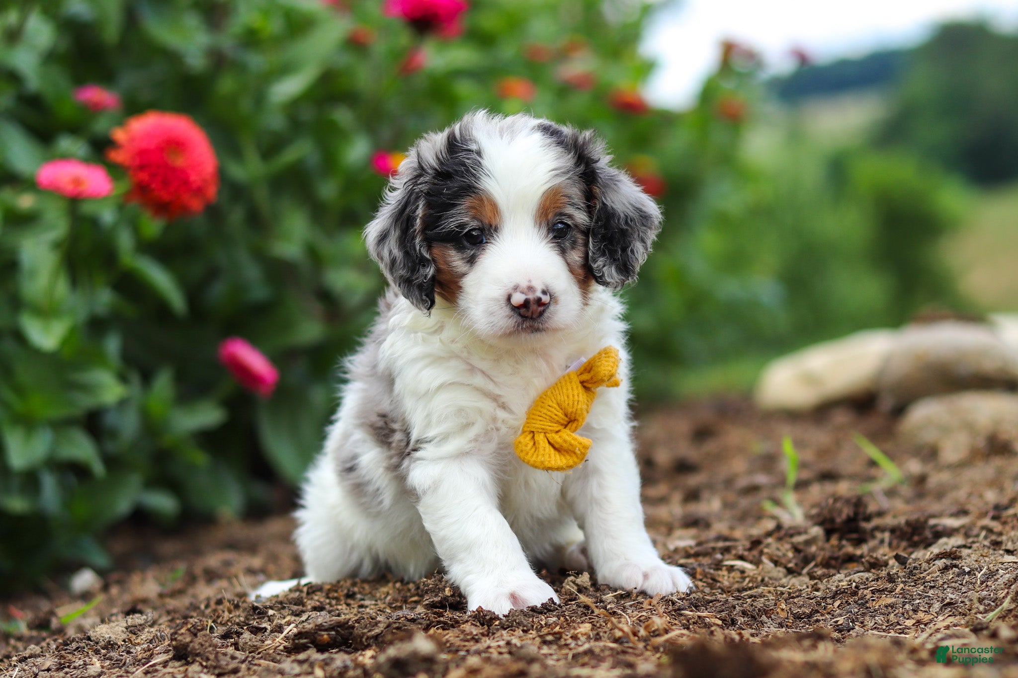 Mini Bernedoodle dogs Herbie - Ad 2
