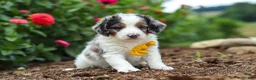 Mini Bernedoodle dogs for sale: Herbie - Ad 2