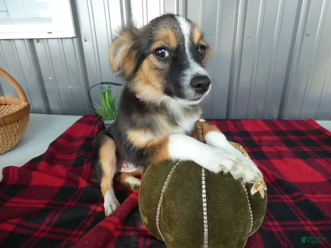 Miniature Australian Shepherd dogs for sale: Miniature Australian Shepherd 2 Micah - Ad 3