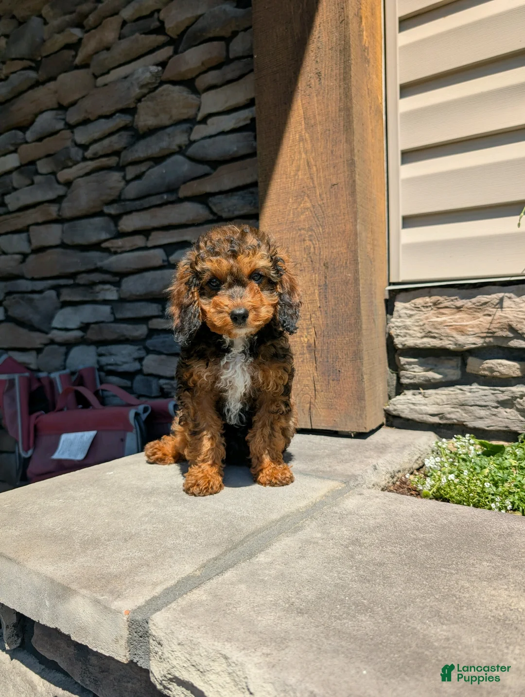 Cavapoo dogs for sale: Marley - Ad 2