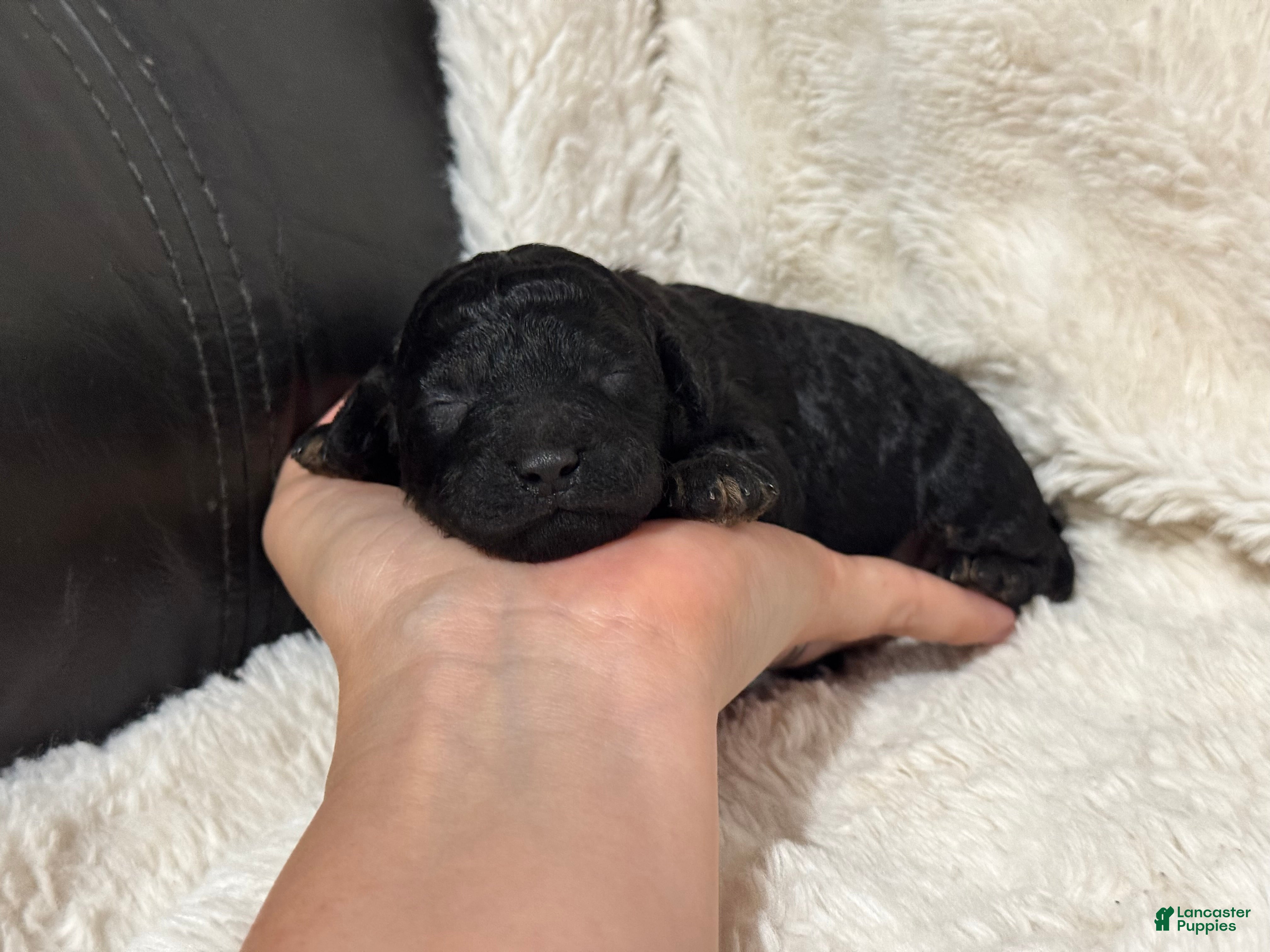 Toy Poodle dogs Nessa - Ad 29
