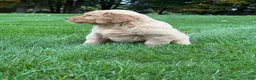 Golden Retriever dogs for sale: Neo - Ad 6