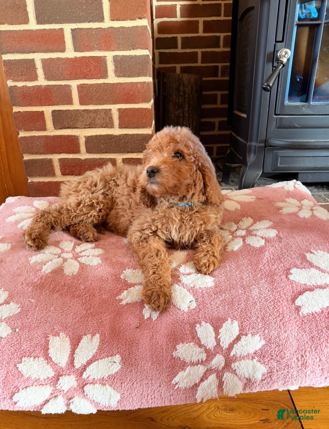 Irish Doodle dogs Irish Doodle Puppy 1 - Ad 2