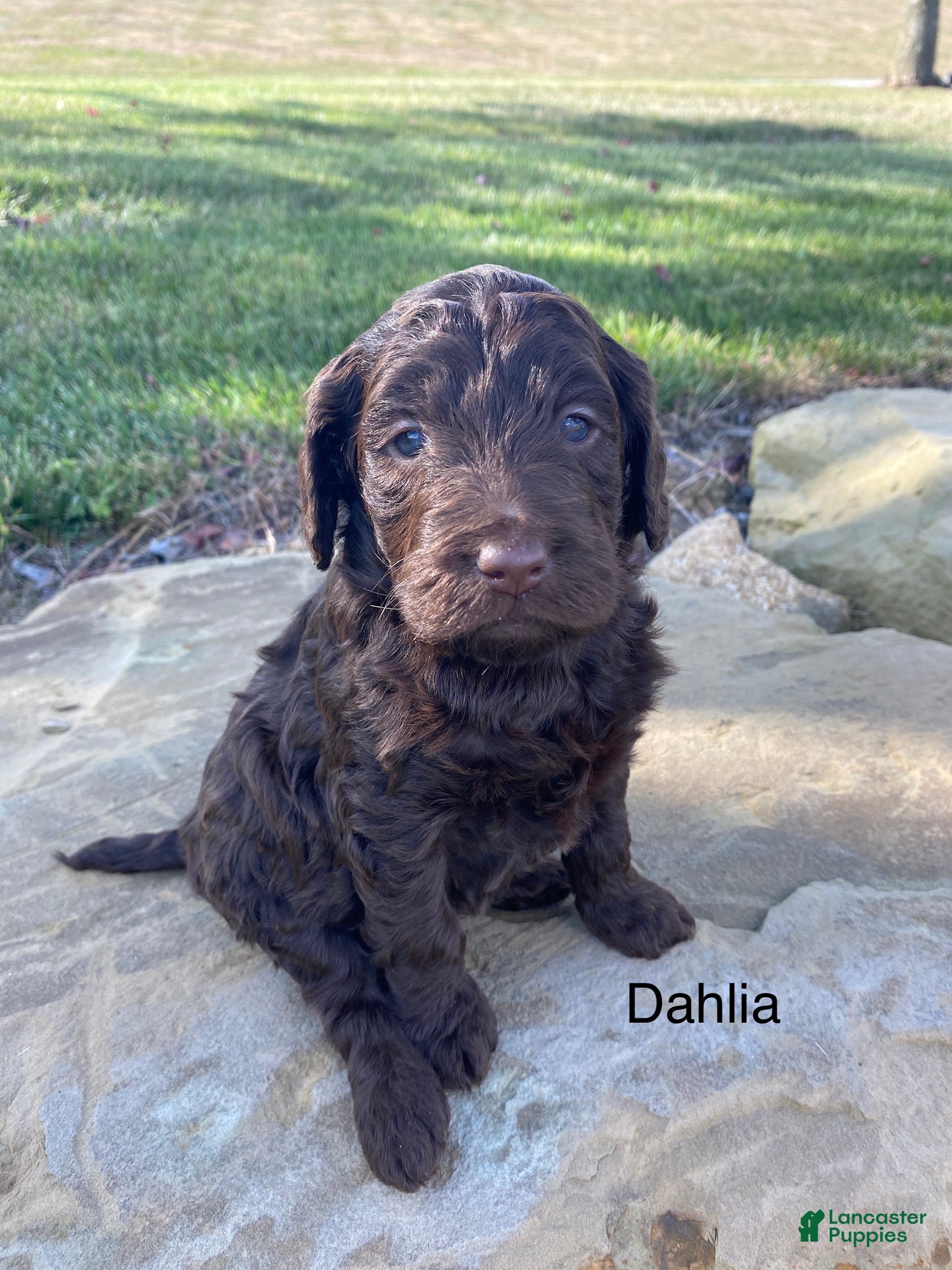 Straight Hair Chocolate Labradoodle Puppy Full Grown Straight Hair