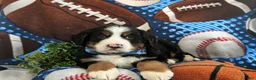 Bernese Mountain Dog dogs for sale: Dodge - Ad 5