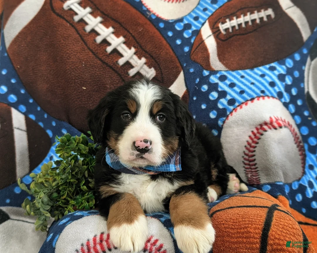 Bernese Mountain Dog dogs for sale: Dodge - Ad 5