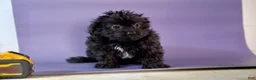 Cavapoo dogs for sale: Bunny - Ad 1