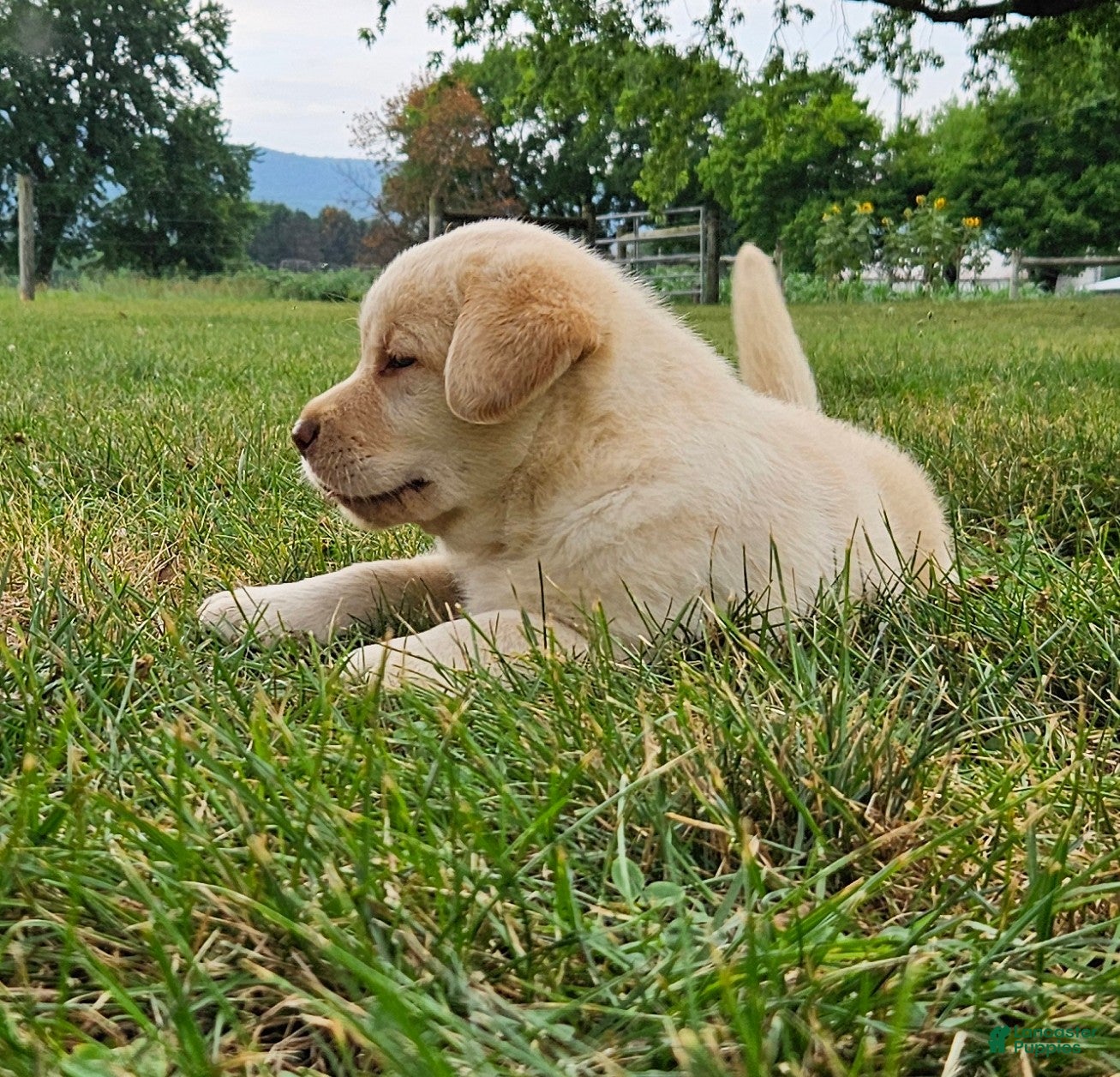 Labrador Retriever dogs penny - Ad 2
