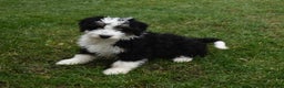 Mini Bernedoodle dogs for sale: Tanner - Ad 7