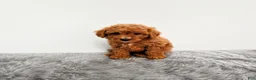 Mini Goldendoodle dogs for sale: Marly - Ad 11