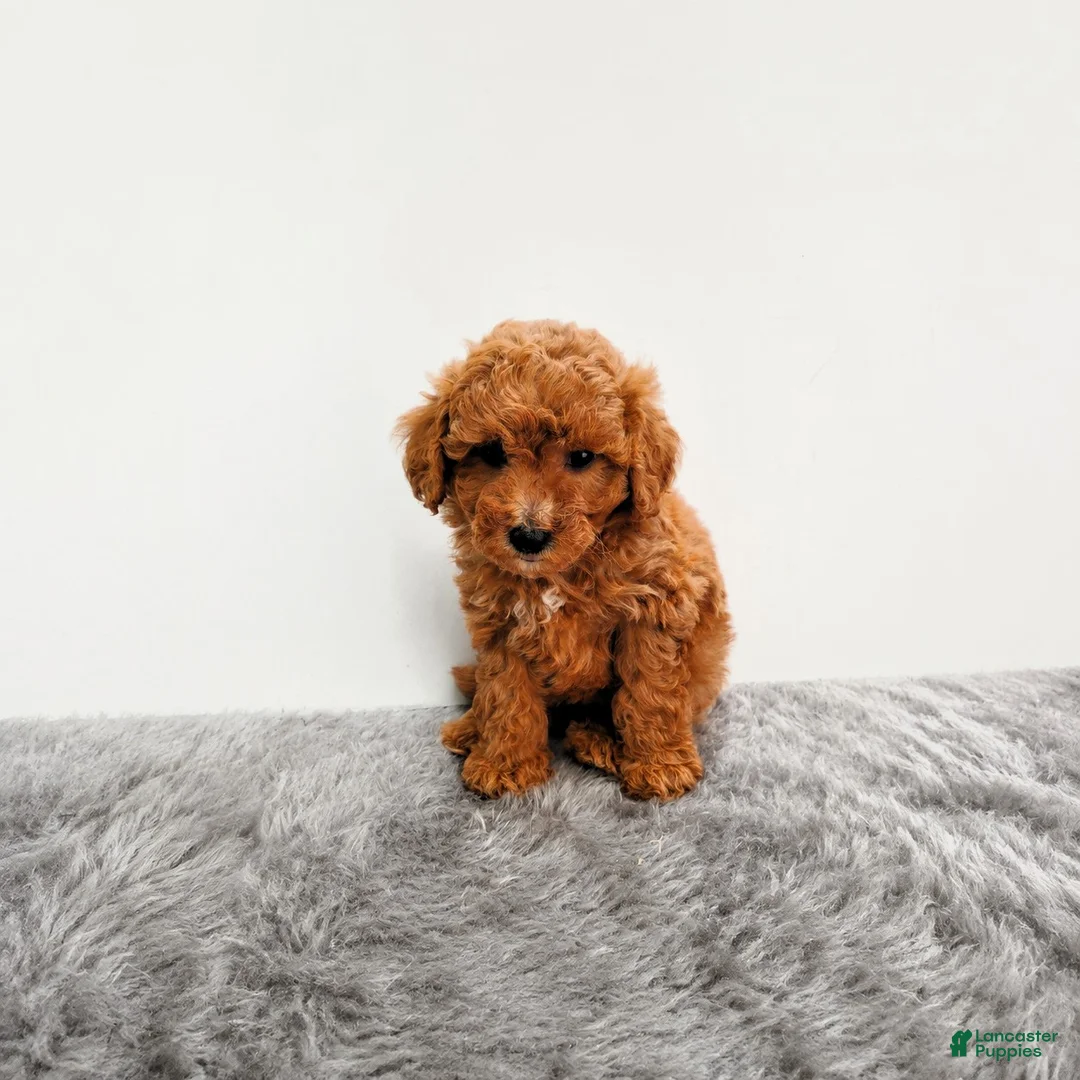 Mini Goldendoodle dogs for sale: Marly - Ad 11