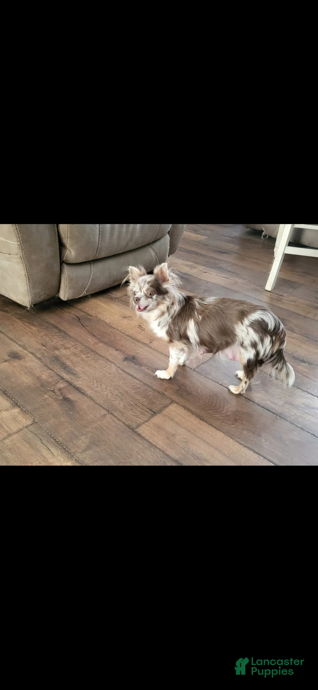 Chihuahua dogs for sale: jake - Ad 6