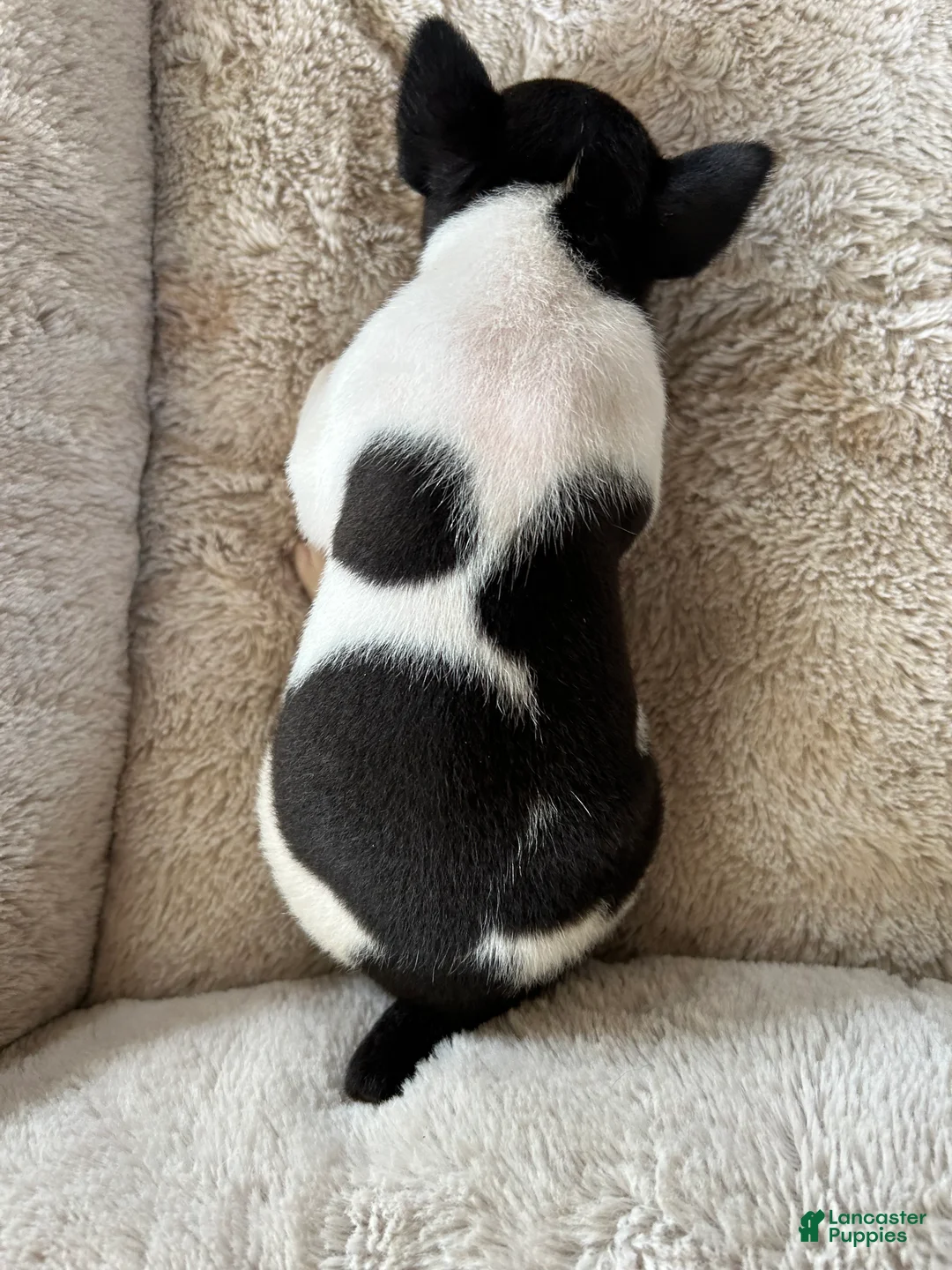 Rat Terrier dogs for sale: Old Dominion Boom - Ad 2