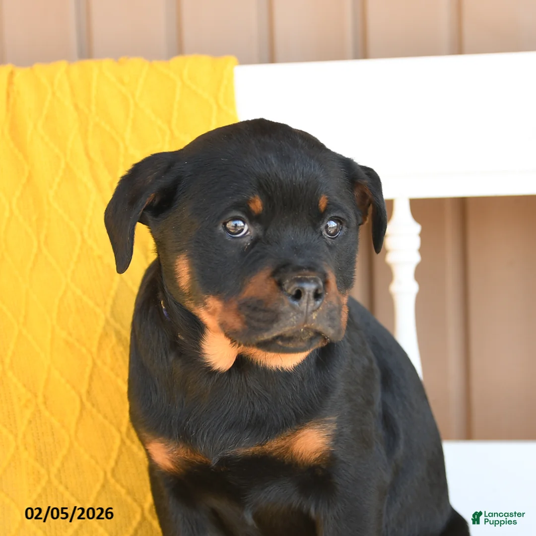 Rottweiler dogs for sale: Sophie - Ad 4