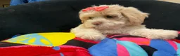 Shih Tzu dogs for sale: Leelee - Ad 6