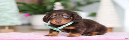 Miniature Dachshund dogs for sale: Robin - Ad 8