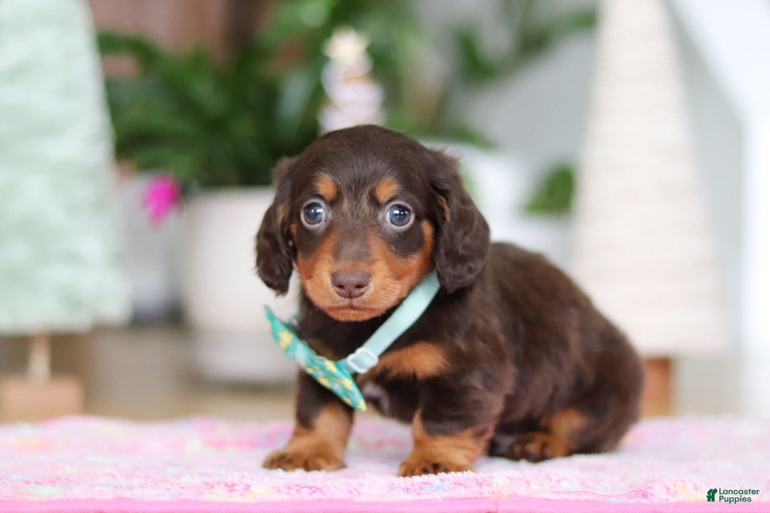 Miniature Dachshund dogs for sale: Robin - Ad 8
