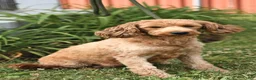 Goldendoodle dogs for sale: Jodi - Ad 6