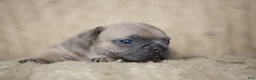 French Bulldog dogs for sale: Penny AKC - Ad 27