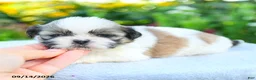 Shih Tzu dogs for sale: Miata - Ad 4