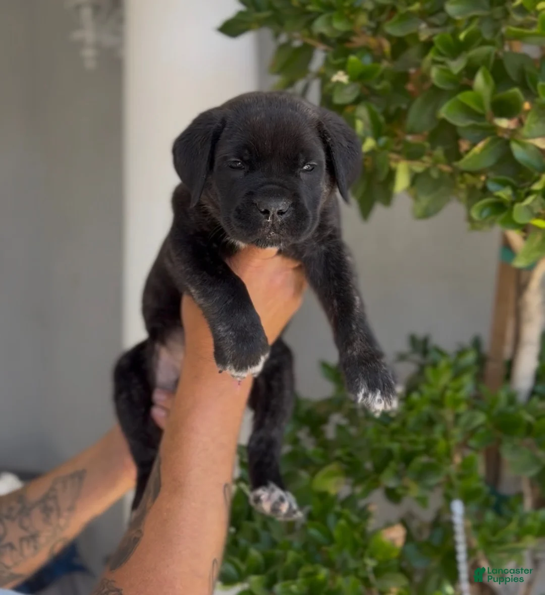 Afghan Hound dogs for sale: Girl 2 - Ad 1