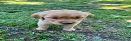Golden Retriever dogs for sale: Golden Retriever 1 - Ad 2