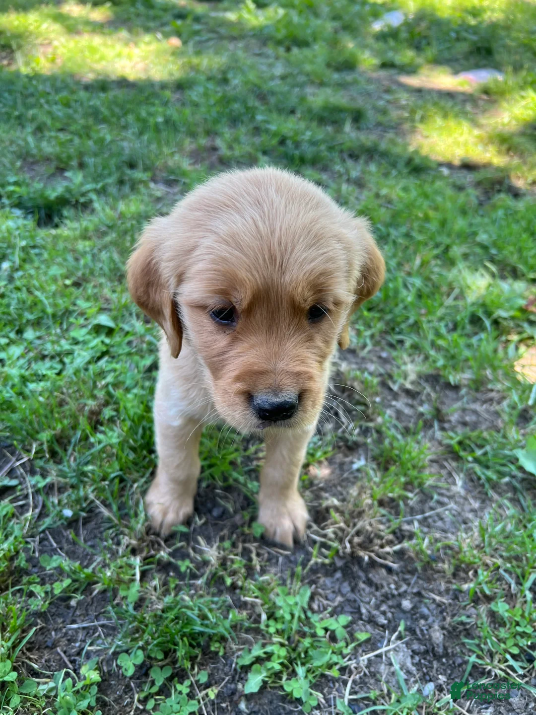 Golden Retriever dogs for sale: Golden Retriever 1 - Ad 2