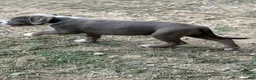 American Bully dogs for sale: Beauty - Ad 4
