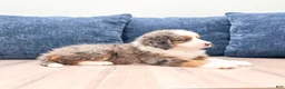 Mini Bernedoodle dogs for sale: Zues - Ad 7