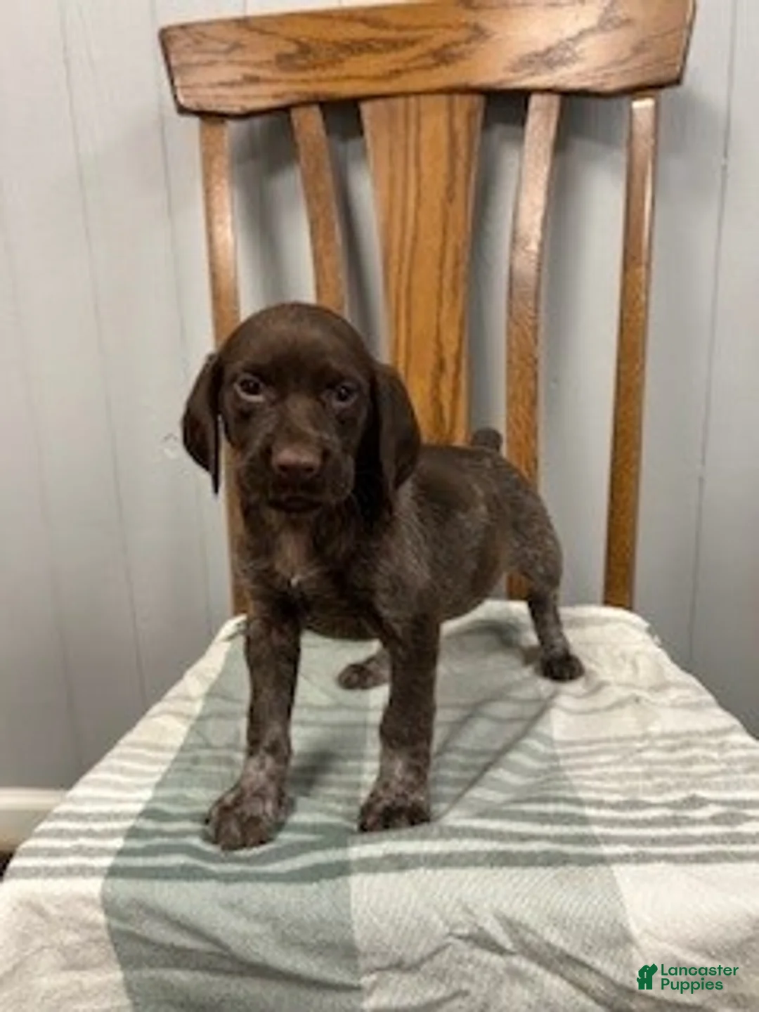 German Shorthaired Pointer dogs for sale: Nikki - Ad 1
