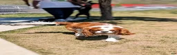 Cavalier King Charles Spaniel dogs for stud: Prince Philip Mountbarking Windsor  - Ad 18