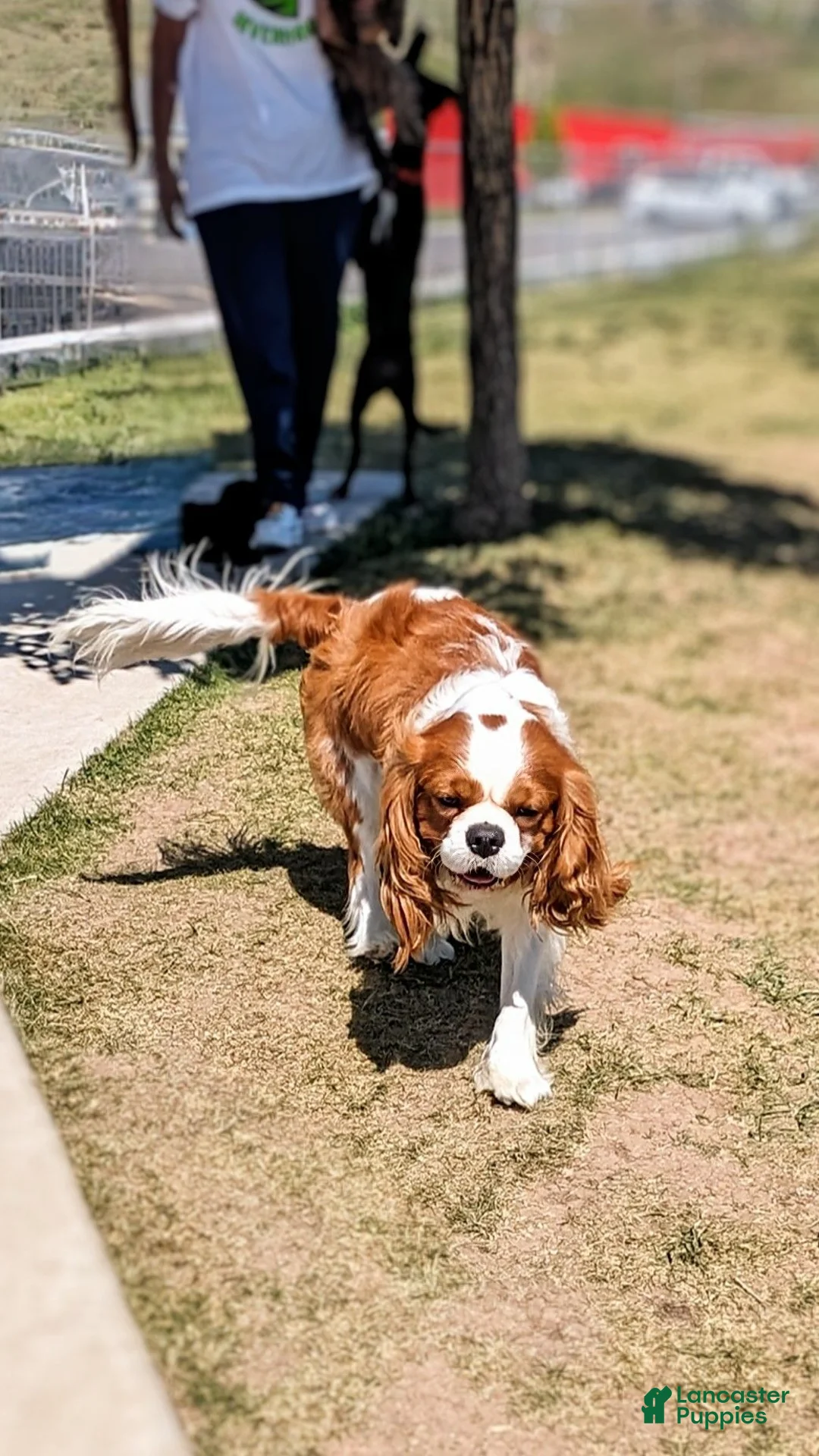 Cavalier King Charles Spaniel dogs for stud: Prince Philip Mountbarking Windsor  - Ad 18